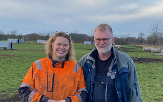 Free range pigs in Denmark