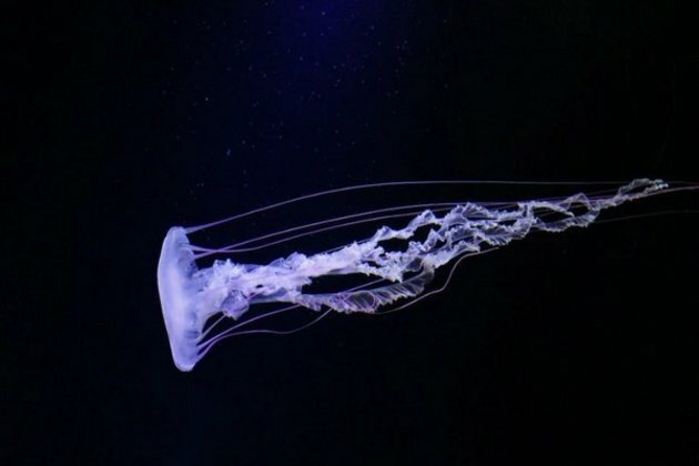 Jellyfish size may influence their nutritional value: Study