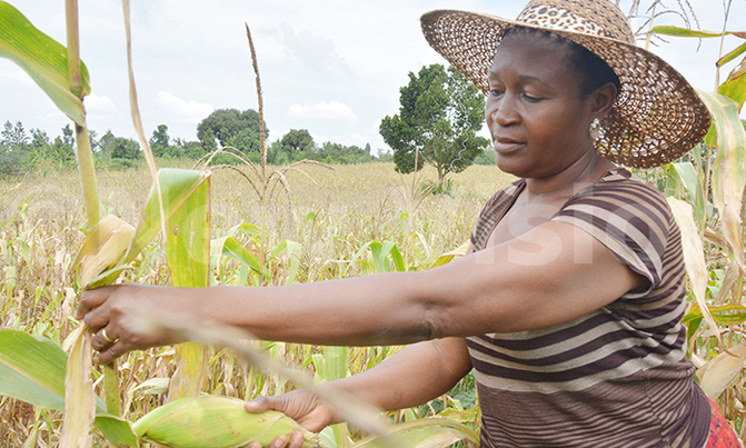 MP Seninde carries out farming to implement Gv't programme MP Seninde carries out farming to implement Gv't programme