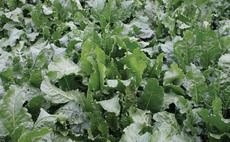 Defra challenged over sugar beet pesticide permission