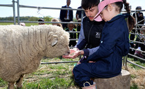 Schoolchildren in Sussex and Surrey learn to care for sheep and lambs through 'Loan a Lamb' scheme