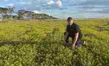 DPIRD and Murdoch University principal research scientist and WAARC HALO project lead, Dr Ron Yates, inspects a Trigonella paddock near Narembeen, WA. 