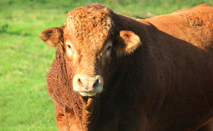 Bull shot after escaping from farm