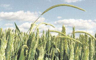 How to take a whole system approach to weed control