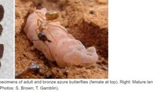  Left: Preserved specimens of adult ABAB’s. Right: mature larvae and a sugar ant worker. 