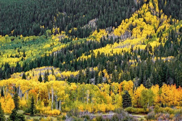 Why don&#039;t evergreens change color and drop their leaves every fall?