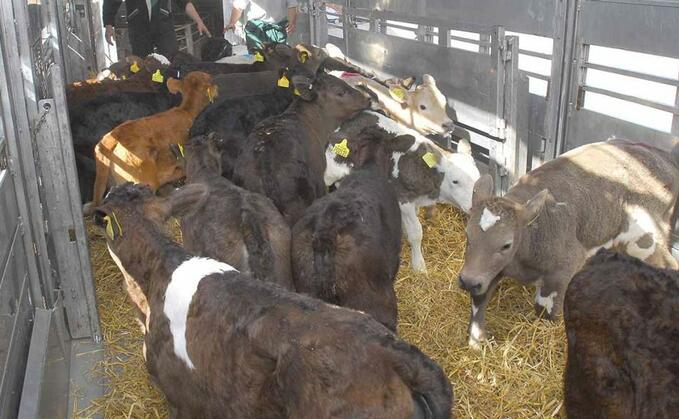 'A victory for common sense' - Small abattoirs to benefit from public funding