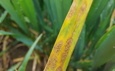 Big septoria year prompts robust approach at T2