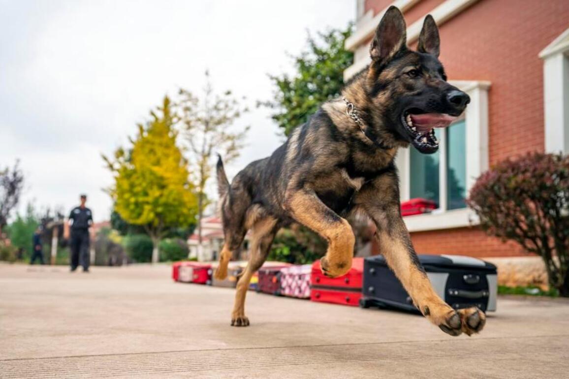 Built for the front line, China's homegrown Kunming dog goes nationwide