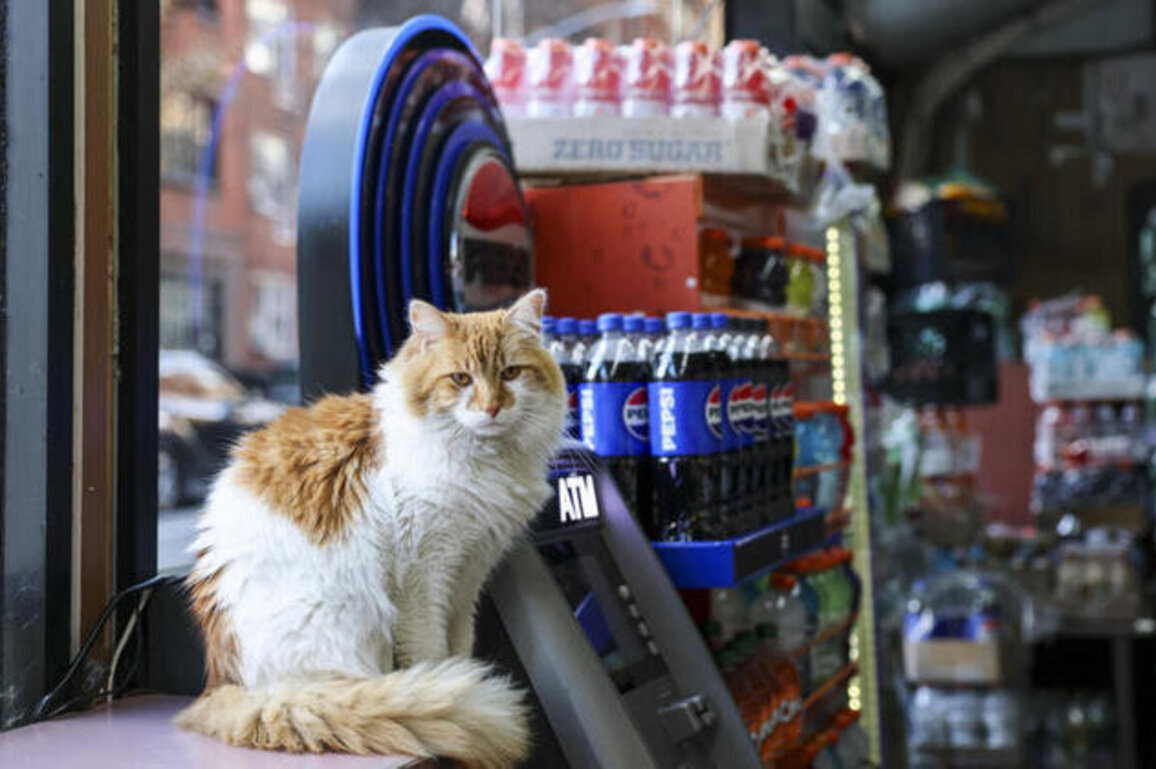 New York seeks rights for beloved but illegal 'bodega cats'