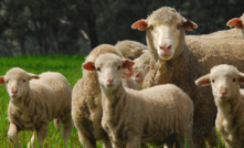 A breeding objective will help producers identify traits, expressed as Australian Sheep Breeding Values (ASBVs).