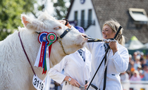 Charolais takes the inter-breed beef crown at Royal Welsh Show