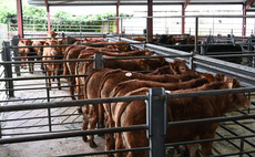  Sales round up: Record averages at Bishops Castle, Angus to 9,400gns online and store cattle to £3,350 at Darlington