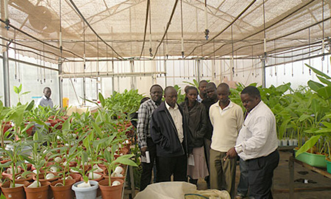 Hybrid plants have been in Uganda for ages Hybrid plants have been in Uganda for ages