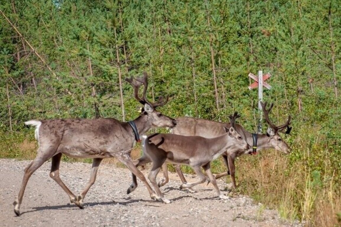 CSU's new wildlife tracking collar uses biodegradable material