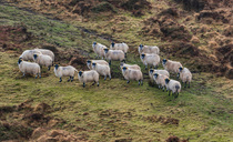 Farming and nature groups issue SFI plea to Defra to end 'computer says no' approach to commons