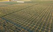  Wheat breeding field plots in Narrabri, northwestern New South Wales. Photo courtesy Professor Richard Trethowan.