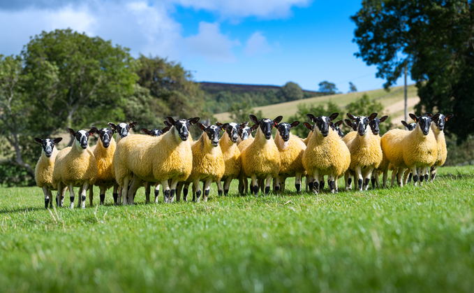 NSA Sheep Farmers' Conference returns
