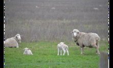  Understanding and diagnosing deaths in lambs can be tricky. Photo: Mark Saunders. 