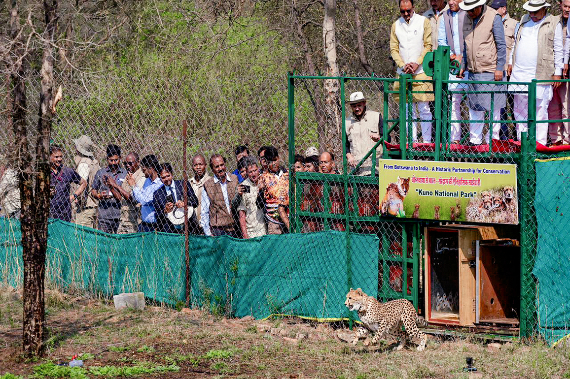 MP: 9 Cheetahs from Botswana released at Kuno National Park in Sheopur, India's Cheetah population rises to 48