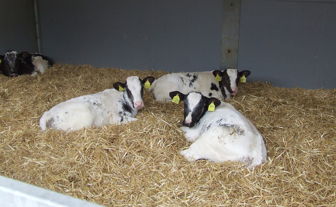 Buitelaar's flagship calf unit: Inside one of the UK's most advanced rearing systems