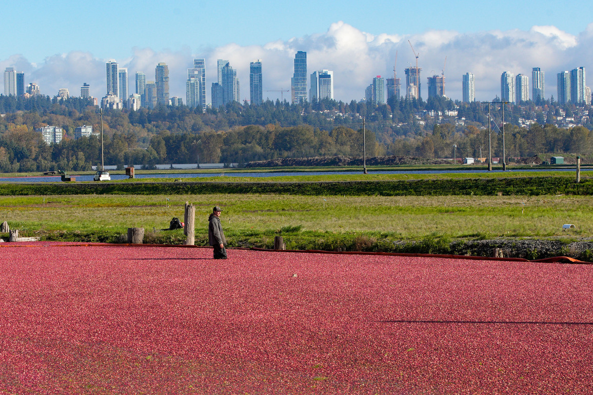 CANADA-RICHMOND-CRANBERRY-HARVEST