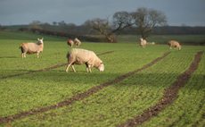 Incorporating the 'T-sheep' timing into your fungicide programme
