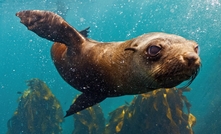 A sea lion wanders in a kelp garden. Photo: Right Camerman / Shutterstock