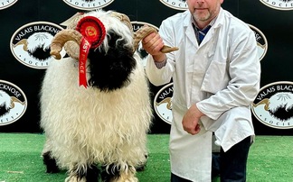 Valais Blacknose record smashed