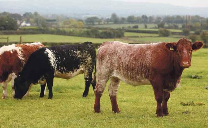 Irish beef farmers urged to 'sell hard' to meet strong demand