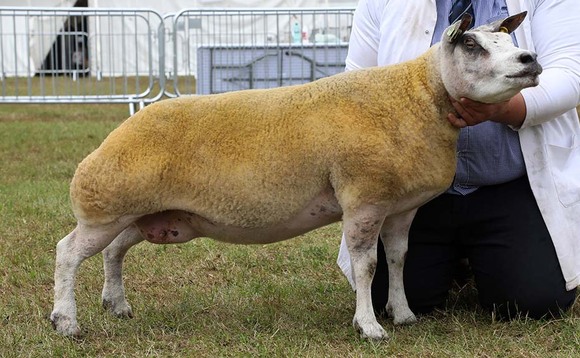 Beltex ewe takes Devon inter-breed title