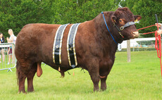 Lincoln Red reigns supreme at home county show