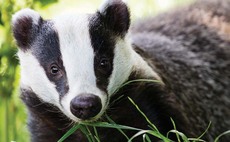 Frustration as Government 'abandons' evidence-based policy in badger cull phase out