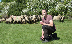 Centenary celebrations underway for Clun Forest breeders
