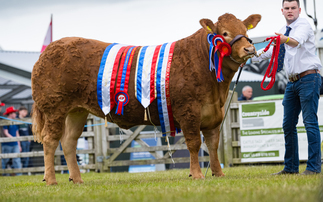 Balmoral Show: Limousin heifer takes the crown 