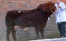 Luing bulls sell to 24,000gns at Castle Douglas