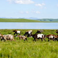 Chinese scientists reveal impact of waterlogging on alpine meadow soil