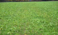 Tips for getting success from cover crops in northern climates