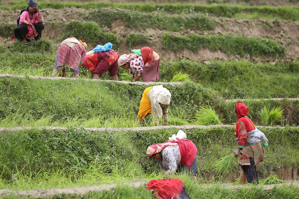 Splashing mud and singing, Nepal marks "Paddy Day" celebrating rice and rituals