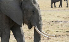 Portal da Mineracao Brasil Mineral Agência  