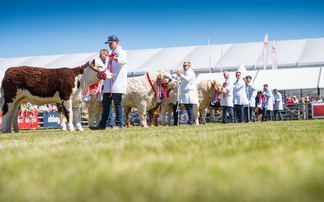 Balmoral Show: Salers bull crowned beef champion 