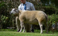 Todhall flock leads Beltex trade