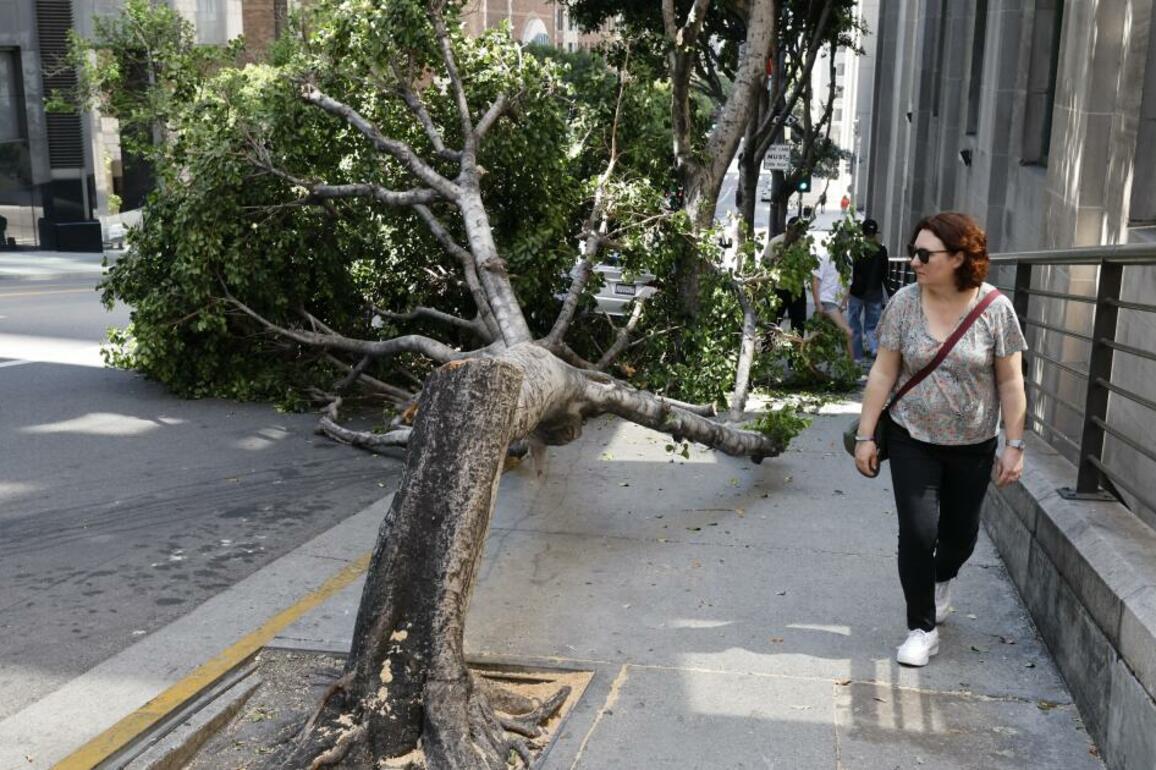 Vandals chainsaw dozens of trees across downtown L.A.