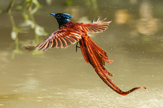 Red-bellied paradise flycatcher soars like a phoenix