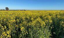 AIA has received $6.4million to keep its carbon accounting platform free for primary producers to use.