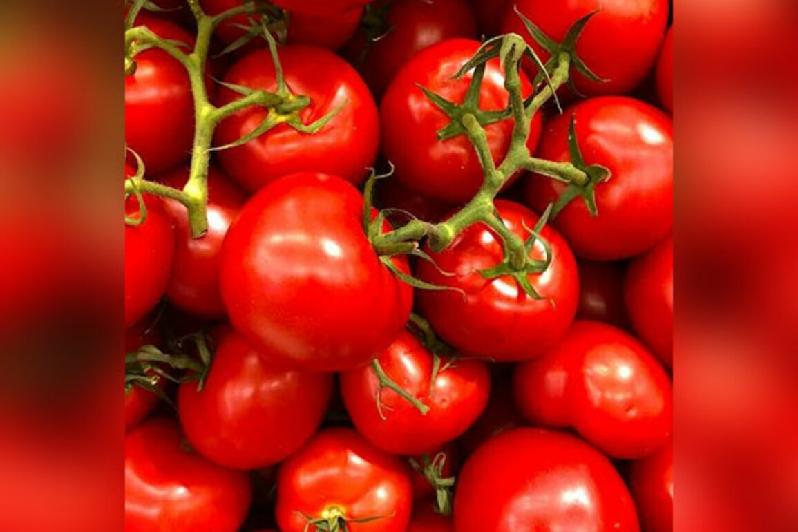 US withdraws from 2019 tomato agreement with Mexico, imposes 17.09 pc anti-dumping duty