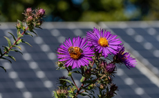 Solar's wildlife benefits, SBTi rows, and curbing flight demand: BusinessGreen's most read stories of the week