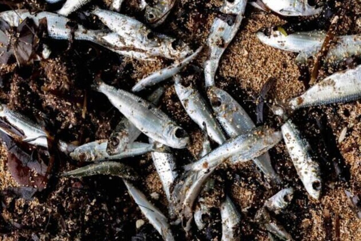 Unknown Marine Contamination Event Sickens Hundreds and Kills Thousands of Fish in Papua New Guinea