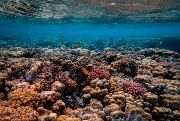 Research assesses severity of marine heatwaves impacting ocean ecosystems