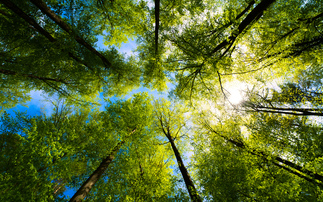 Latest BusinessGreen Webinar to explore how to build a business case for high integrity carbon credits